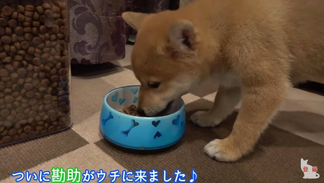 新しい 子犬 しっぽ 様々な日本の写真/写真