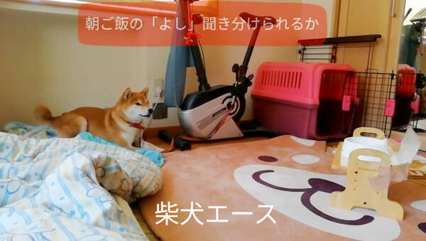 アノ演歌歌手のお名前で ついやっちゃうあるある 色んな ヨシ の聞き分けに柴犬が奮闘中です 動画 年2月11日 エキサイトニュース