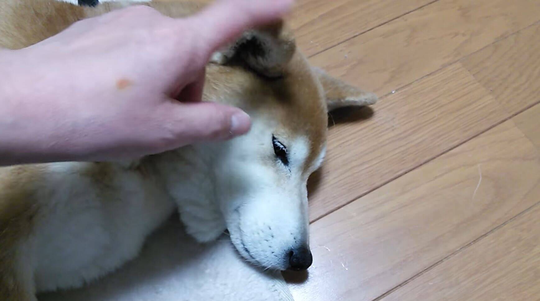 このやわやわ感 触れなくてもどかしい 三角モコモコな 柴犬のお耳 はやっぱ正義 動画3本 年1月25日 エキサイトニュース