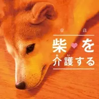 特集 柴を介護する 7 皮膚がデリケートな柴犬の入浴はどうする 老犬介護士に聞く清潔を保つケア 年1月日 エキサイトニュース