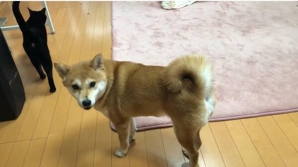 同居猫のことが好きすぎてしつこく付け回す柴犬 無視された挙句サッと逃げられ 猛烈に拗ねる 動画 19年12月5日 エキサイトニュース