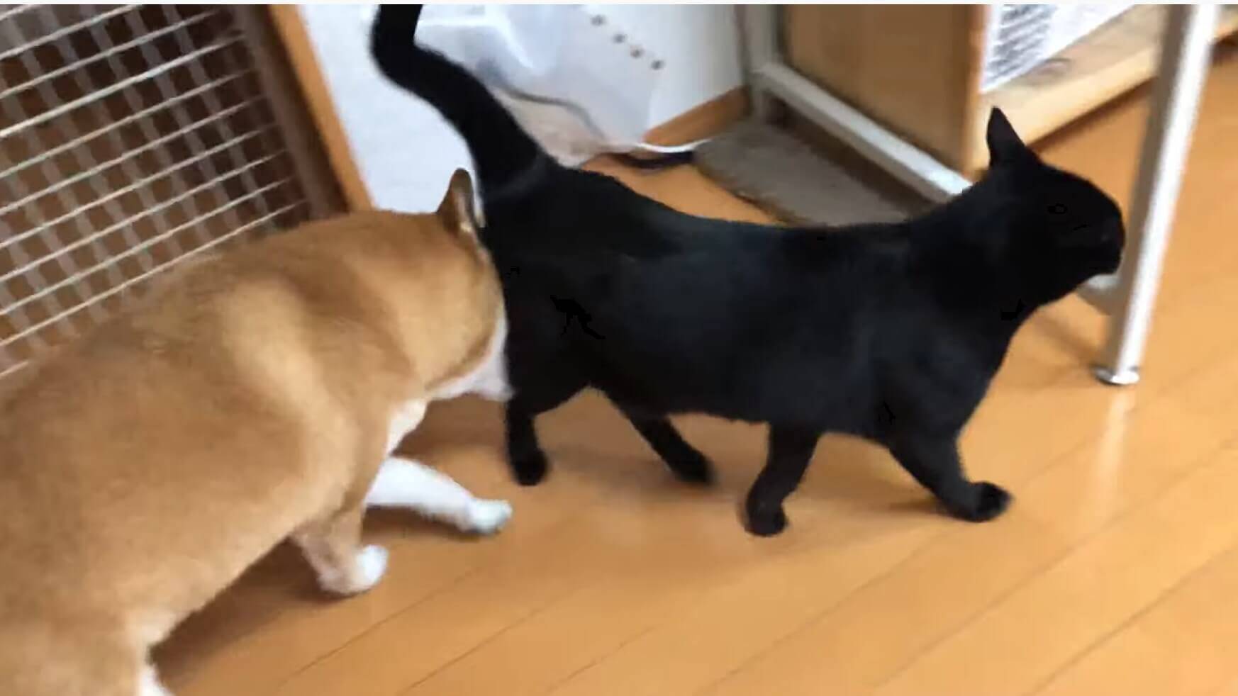 同居猫のことが好きすぎてしつこく付け回す柴犬 無視された挙句サッと逃げられ 猛烈に拗ねる 動画 19年12月5日 エキサイトニュース