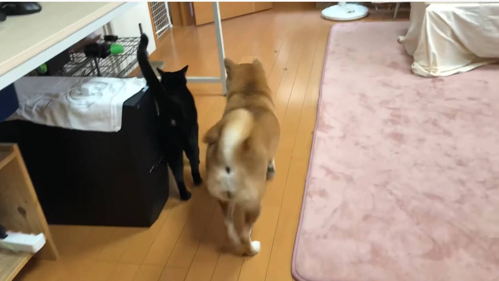 同居猫のことが好きすぎてしつこく付け回す柴犬 無視された挙句サッと逃げられ 猛烈に拗ねる 動画 19年12月5日 エキサイトニュース