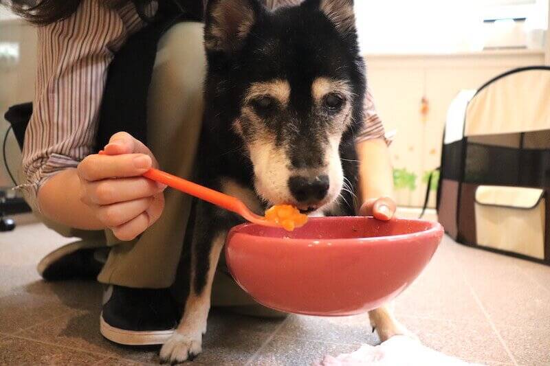 【柴を介護する】＃6　自宅介護をもっとラクに。プロおすすめの「介護アイテム」で愛柴と自分の負担を減らす