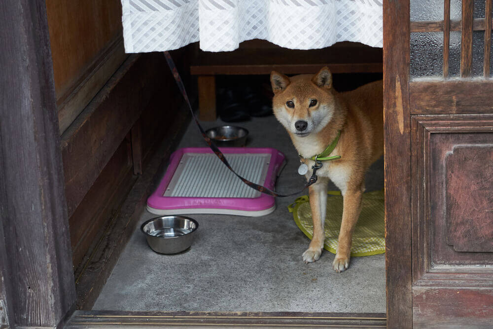 【柴を介護する】＃6　自宅介護をもっとラクに。プロおすすめの「介護アイテム」で愛柴と自分の負担を減らす