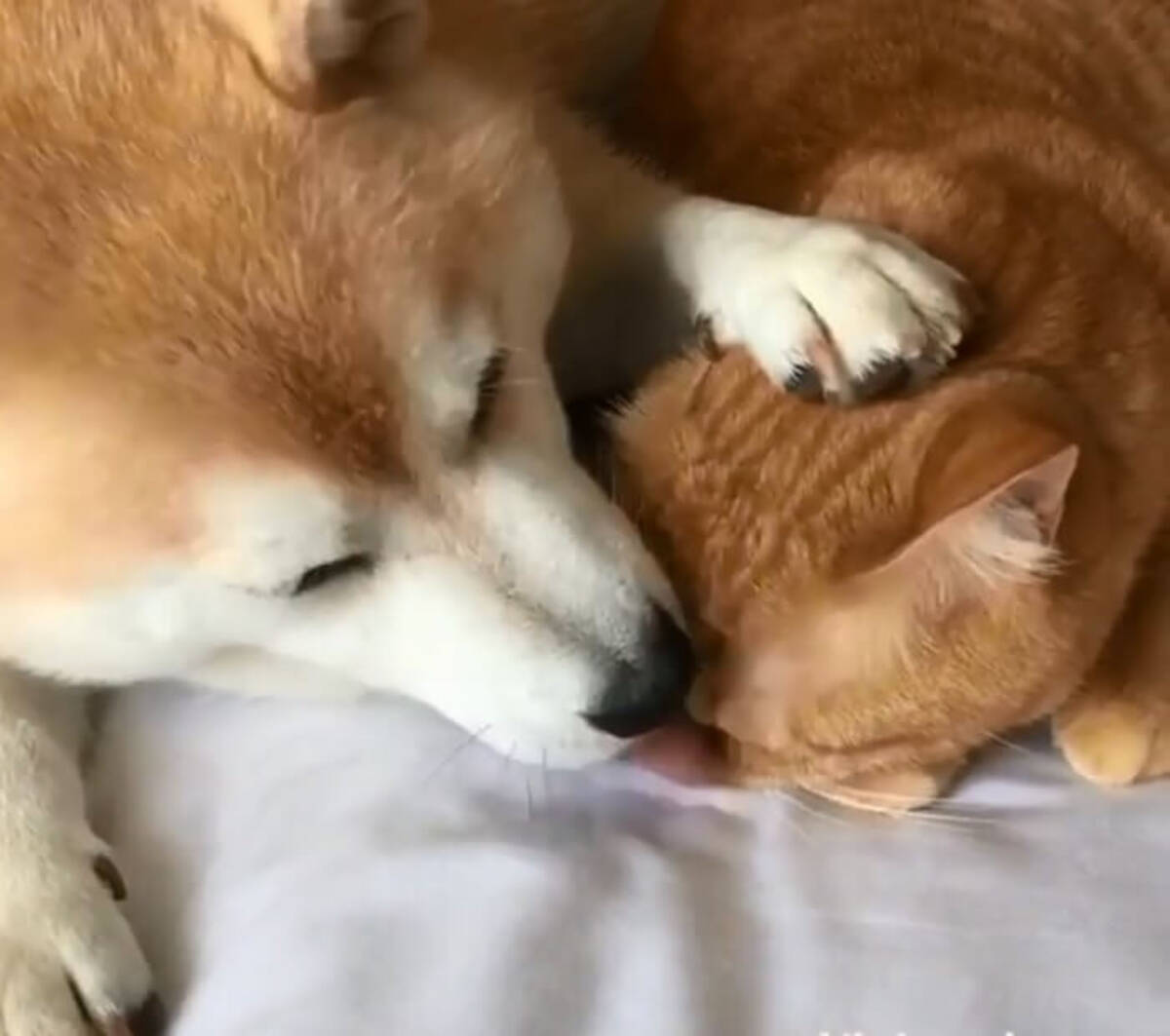 かまってさんな猫のお世話にいそいそ 師走の柴犬も これまた忙しそうですよ ほっこり動画 19年12月24日 エキサイトニュース