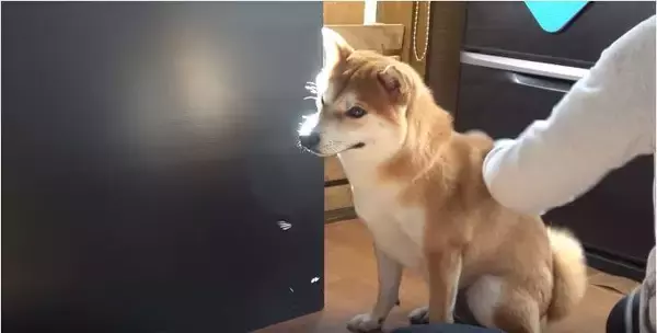 「（ｽﾞｽﾞｽﾞ…）お風呂後のドライヤーを嫌がる柴犬。捕獲するまでの様子が、大変だけど楽しそうで羨ましい。【動画】」の画像