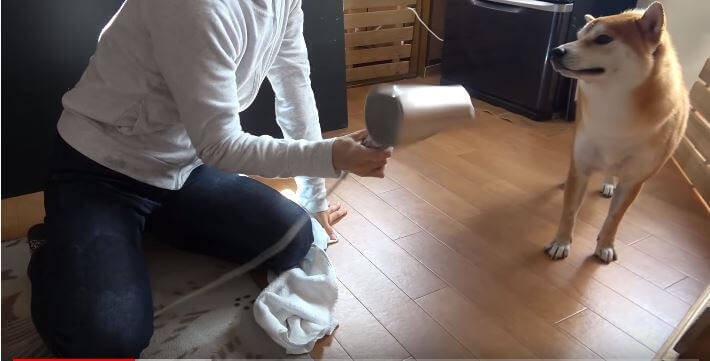 （ｽﾞｽﾞｽﾞ…）お風呂後のドライヤーを嫌がる柴犬。捕獲するまでの様子が、大変だけど楽しそうで羨ましい。【動画】