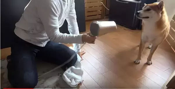「（ｽﾞｽﾞｽﾞ…）お風呂後のドライヤーを嫌がる柴犬。捕獲するまでの様子が、大変だけど楽しそうで羨ましい。【動画】」の画像