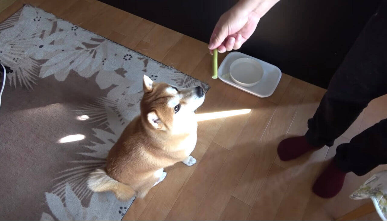 （ｽﾞｽﾞｽﾞ…）お風呂後のドライヤーを嫌がる柴犬。捕獲するまでの様子が、大変だけど楽しそうで羨ましい。【動画】