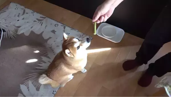 「（ｽﾞｽﾞｽﾞ…）お風呂後のドライヤーを嫌がる柴犬。捕獲するまでの様子が、大変だけど楽しそうで羨ましい。【動画】」の画像