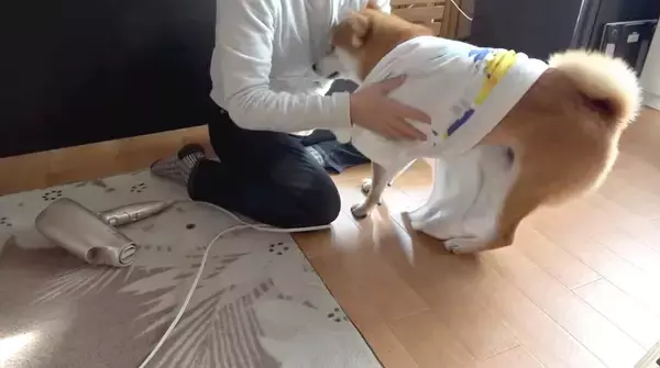 「（ｽﾞｽﾞｽﾞ…）お風呂後のドライヤーを嫌がる柴犬。捕獲するまでの様子が、大変だけど楽しそうで羨ましい。【動画】」の画像