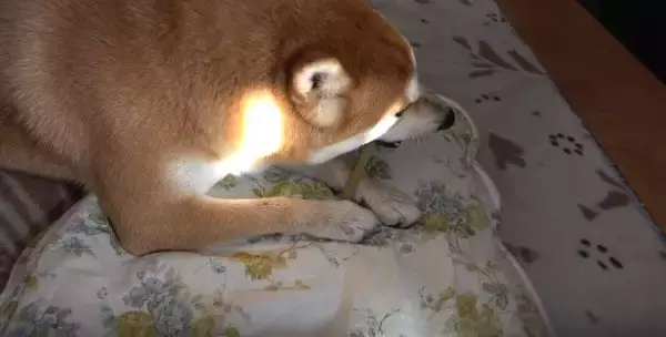 「（ｽﾞｽﾞｽﾞ…）お風呂後のドライヤーを嫌がる柴犬。捕獲するまでの様子が、大変だけど楽しそうで羨ましい。【動画】」の画像