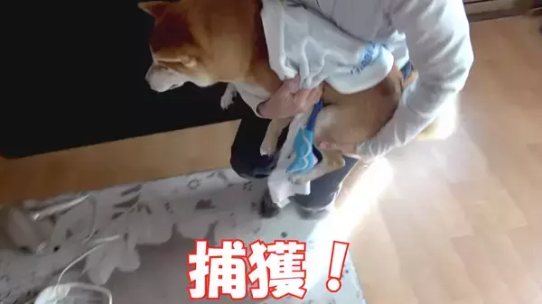 「（ｽﾞｽﾞｽﾞ…）お風呂後のドライヤーを嫌がる柴犬。捕獲するまでの様子が、大変だけど楽しそうで羨ましい。【動画】」の画像