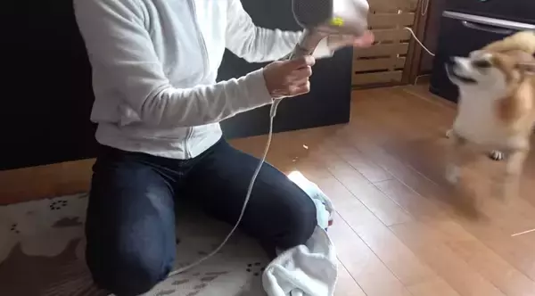 「（ｽﾞｽﾞｽﾞ…）お風呂後のドライヤーを嫌がる柴犬。捕獲するまでの様子が、大変だけど楽しそうで羨ましい。【動画】」の画像