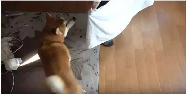 「（ｽﾞｽﾞｽﾞ…）お風呂後のドライヤーを嫌がる柴犬。捕獲するまでの様子が、大変だけど楽しそうで羨ましい。【動画】」の画像