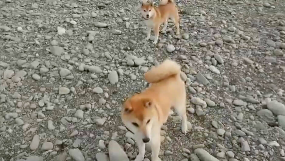 もはやコンビ芸 仲良すぎて 同じタイミングで同じ仕草をしちゃったカワイイ柴犬 集めました 動画3本 年1月12日 エキサイトニュース