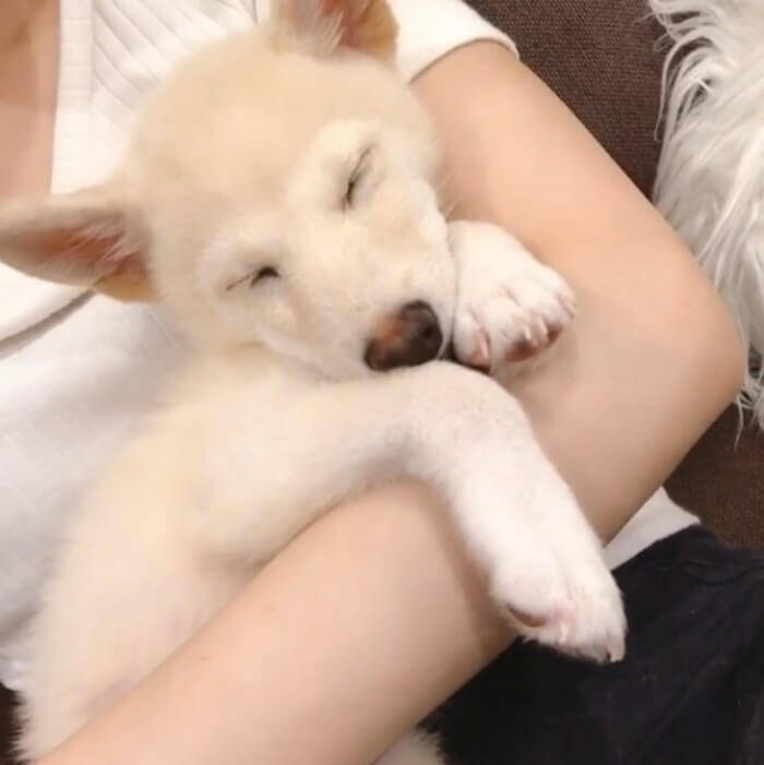 「もう…ﾀﾞﾒでしゅ…」みなさんお静かに！柴犬が、ウトウトして寝落ち寸前ですから♡【動画3本】