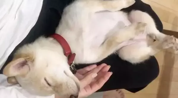 「「もう…ﾀﾞﾒでしゅ…」みなさんお静かに！柴犬が、ウトウトして寝落ち寸前ですから♡【動画3本】」の画像