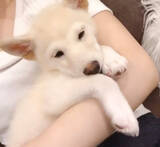 「「もう…ﾀﾞﾒでしゅ…」みなさんお静かに！柴犬が、ウトウトして寝落ち寸前ですから♡【動画3本】」の画像1