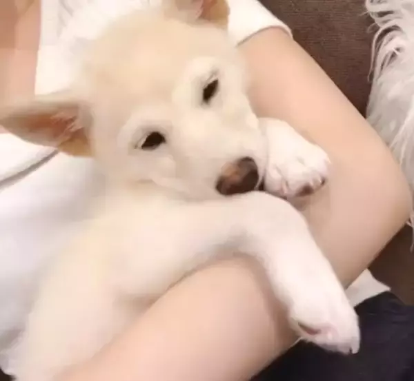 「もう…ﾀﾞﾒでしゅ…」みなさんお静かに！柴犬が、ウトウトして寝落ち寸前ですから♡【動画3本】