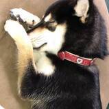 「「もう…ﾀﾞﾒでしゅ…」みなさんお静かに！柴犬が、ウトウトして寝落ち寸前ですから♡【動画3本】」の画像5