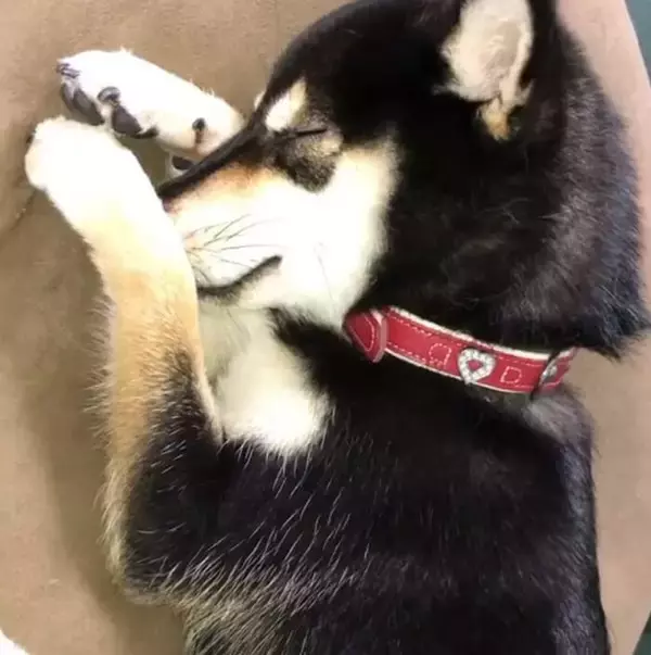 「「もう…ﾀﾞﾒでしゅ…」みなさんお静かに！柴犬が、ウトウトして寝落ち寸前ですから♡【動画3本】」の画像