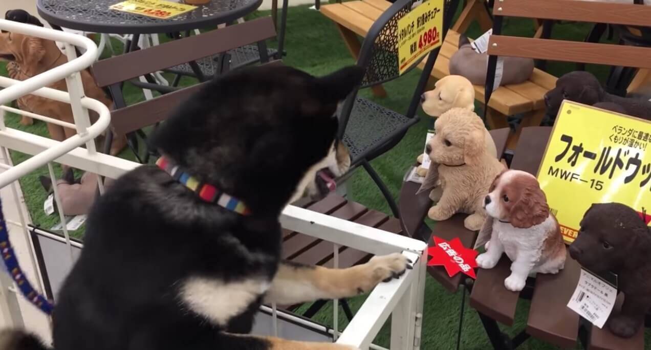ホームセンター大好き柴犬 大人しくカートに乗り キョロキョロと楽しそうにしてる姿が可愛くて和む 動画 19年12月13日 エキサイトニュース