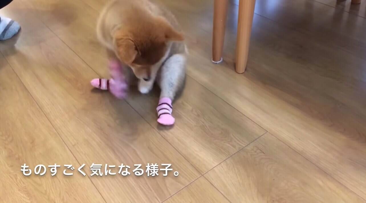 悲報 良かれと思って 柴犬のために犬用靴下を用意した飼い主 履かせた瞬間 無事脱ぐ 動画 19年12月13日 エキサイトニュース