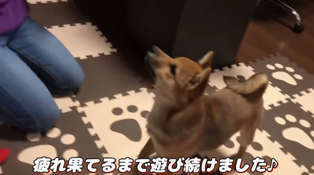 遊び疲れて、舌をしまい忘れたまま眠る柴犬。その姿が癒し度高すぎて、マジ困る【動画】
