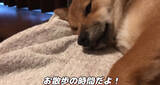 「遊び疲れて、舌をしまい忘れたまま眠る柴犬。その姿が癒し度高すぎて、マジ困る【動画】」の画像4