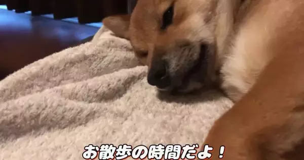 「遊び疲れて、舌をしまい忘れたまま眠る柴犬。その姿が癒し度高すぎて、マジ困る【動画】」の画像