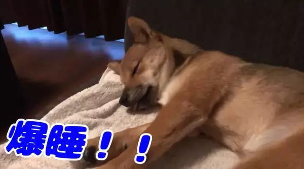 「遊び疲れて、舌をしまい忘れたまま眠る柴犬。その姿が癒し度高すぎて、マジ困る【動画】」の画像