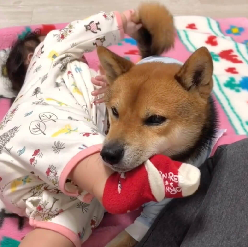 ﾊﾞｼｯ 赤ちゃんからの 容赦ない痛烈なキック 無言で耐え忍ぶ柴犬の心に 感動すら覚えた 動画 19年12月6日 エキサイトニュース