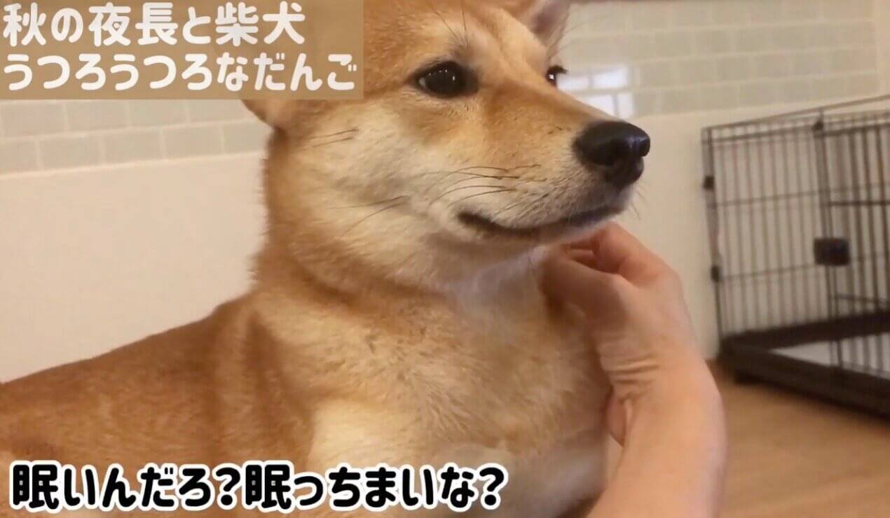 眠いと飼い主をペロペロ でも途中でなぜか ピタッ と一時停止させる柴犬のクセが可愛すぎ 動画 19年12月30日 エキサイトニュース