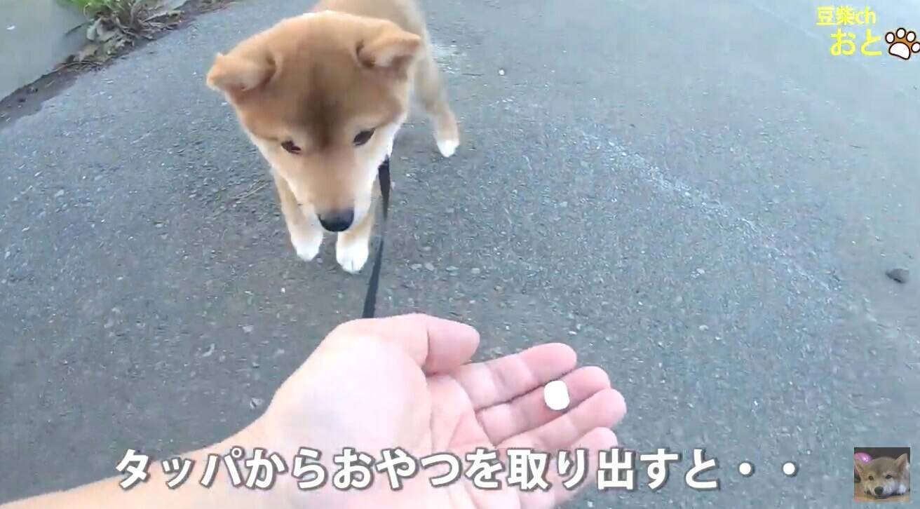 柴犬の子犬が 初めてのお散歩 初日から アノ仕草 をやるとは こりゃ将来大物コース待った無しだ 動画 19年12月18日 エキサイトニュース 2 2