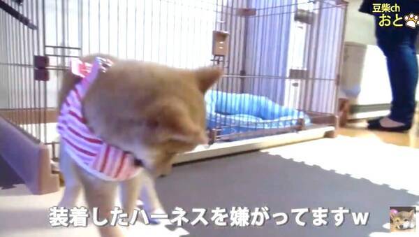 柴犬の子犬が 初めてのお散歩 初日から アノ仕草 をやるとは こりゃ将来大物コース待った無しだ 動画 19年12月18日 エキサイトニュース