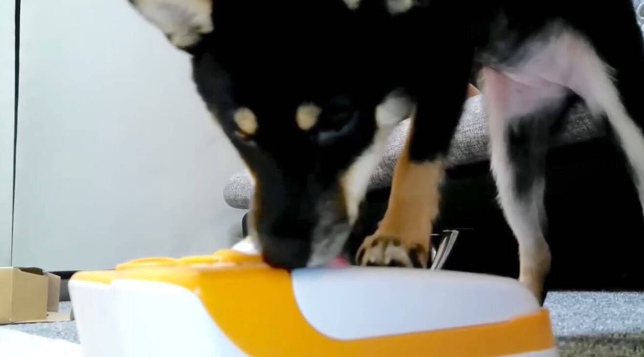 自動給餌器を 試しに30秒 のつもりが30分に誤設定 結果 全然開かないフタと柴犬 戦うの巻 動画 年2月9日 エキサイトニュース 2 2