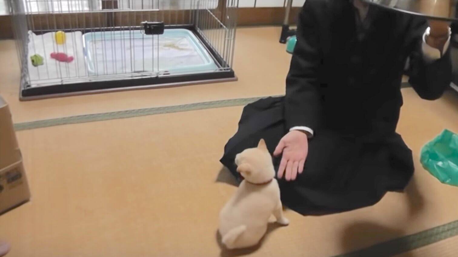 器に収まるほどに小さな 柴犬の子犬 お手におすわりご飯にと 全てのことに懸命な姿が愛おしすぎる 動画 19年12月23日 エキサイトニュース