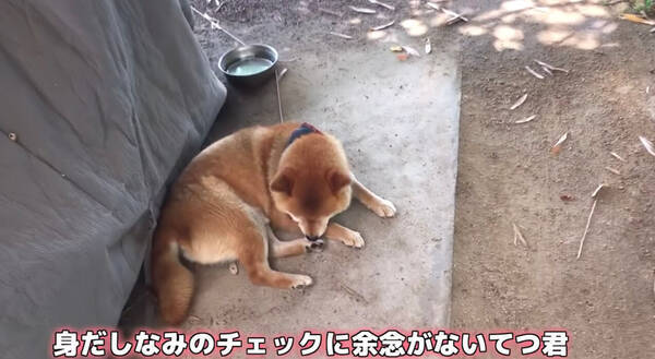 ナデナデしてほしい でもおやつは離したくない 柴犬が考えた対応策が 欲しがりさんすぎて笑える 動画 19年12月17日 エキサイトニュース