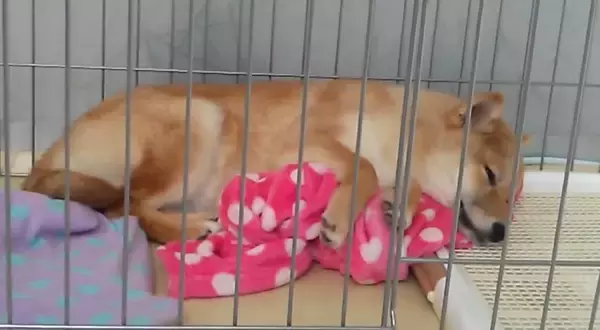 「ワラワラワラ…毛布が大好きな柴犬の子犬たち。ああもう、ただただ毛布になりたい。【動画】」の画像