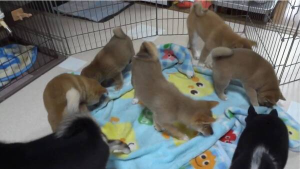 ワラワラワラ 毛布が大好きな柴犬の子犬たち ああもう ただただ毛布になりたい 動画 年1月1日 エキサイトニュース