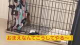 「ワラワラワラ…毛布が大好きな柴犬の子犬たち。ああもう、ただただ毛布になりたい。【動画】」の画像3