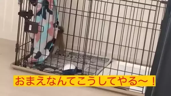 「ワラワラワラ…毛布が大好きな柴犬の子犬たち。ああもう、ただただ毛布になりたい。【動画】」の画像