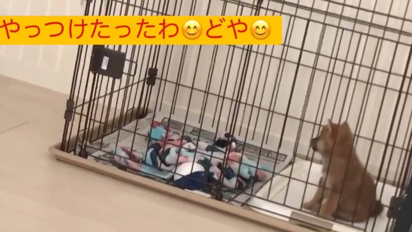 ワラワラワラ…毛布が大好きな柴犬の子犬たち。ああもう、ただただ毛布になりたい。【動画】