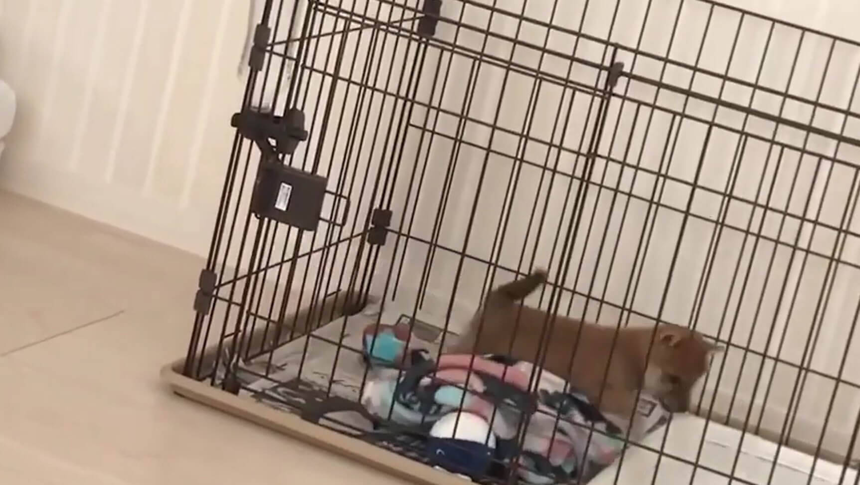 ワラワラワラ…毛布が大好きな柴犬の子犬たち。ああもう、ただただ毛布になりたい。【動画】