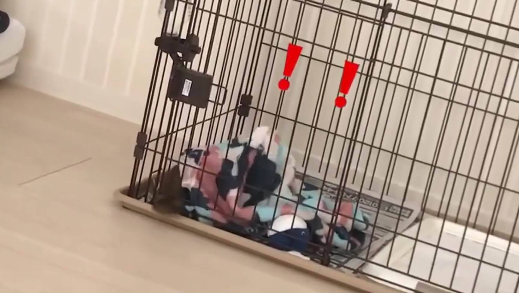 ワラワラワラ…毛布が大好きな柴犬の子犬たち。ああもう、ただただ毛布になりたい。【動画】