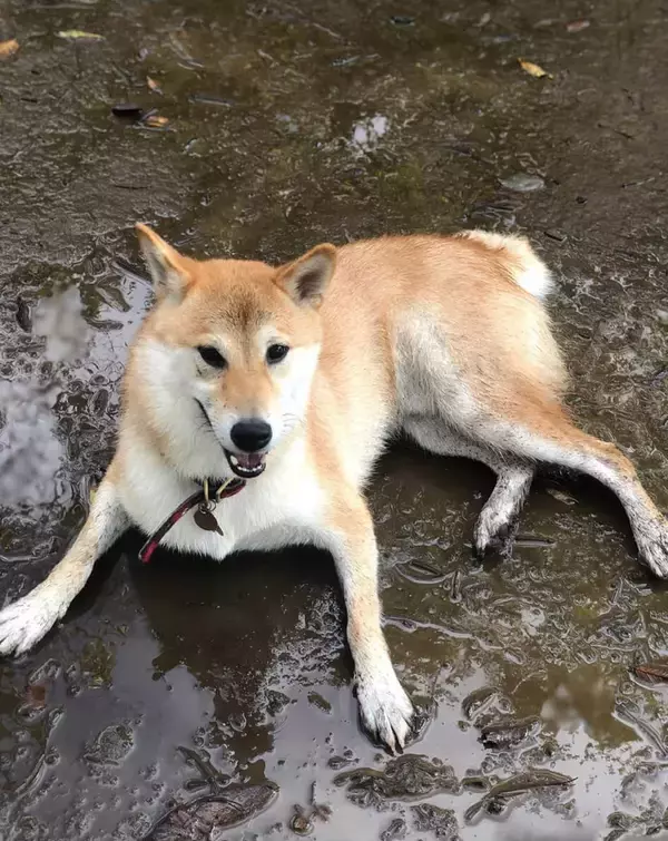 「立派なヒゲが生えてる…清々しいほど泥だらけになった柴犬たちに、飼い主は笑うしかない【動画あり】」の画像