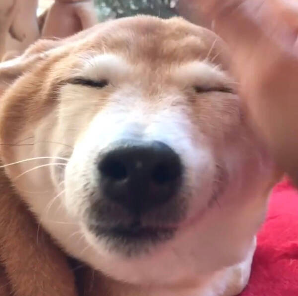 あふれ出す感情 クルンクルン回る柴犬の プロペラしっぽ が可愛すぎるから見て欲しい 動画 19年12月21日 エキサイトニュース