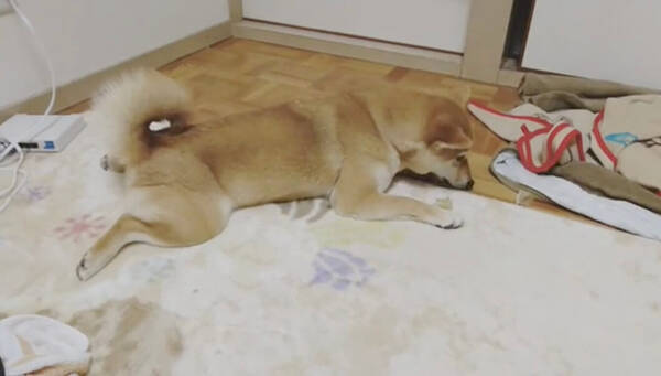 あふれ出す感情 クルンクルン回る柴犬の プロペラしっぽ が可愛すぎるから見て欲しい 動画 19年12月21日 エキサイトニュース